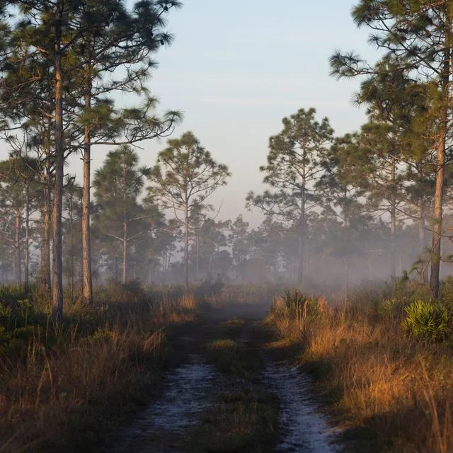 thumbnail for publication: The DeLuca Preserve: A Dynamic Ecological Site for Land Management, Conservation, and Research in Central Florida